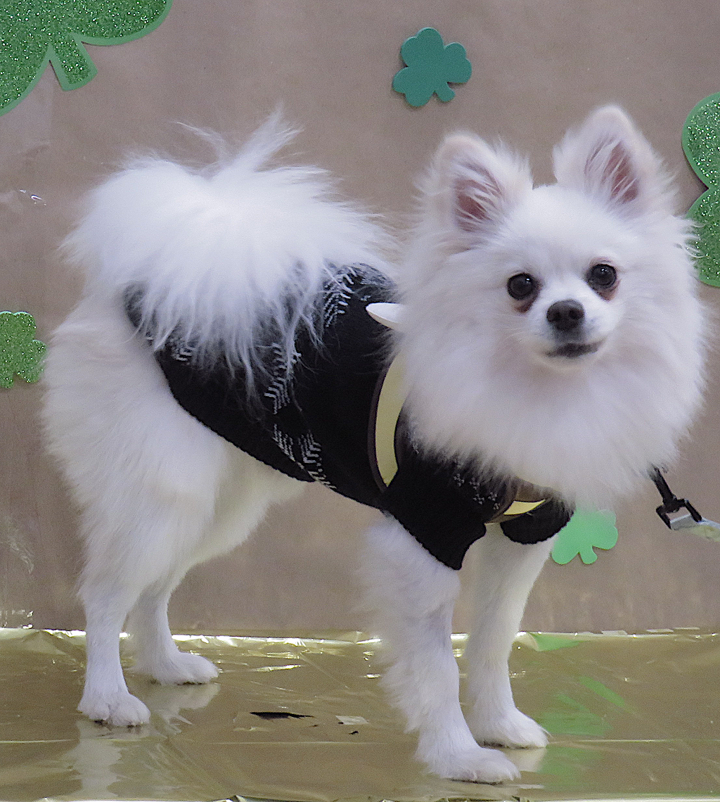 Dog Studio Photograph